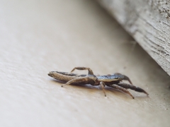 Holoplatys tasmanensis