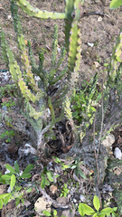 Austrocylindropuntia subulata