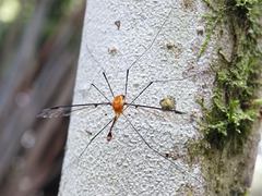 Aurotipula clara