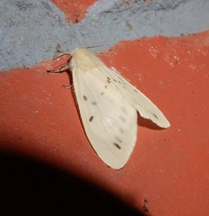 Lemyra