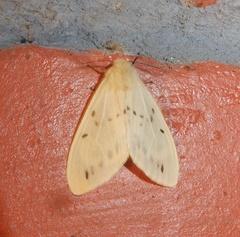 Lemyra