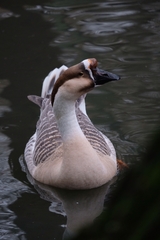 Anser cygnoides domesticus
