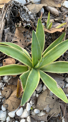 Agave attenuata