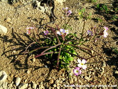 Malcolmia flexuosa