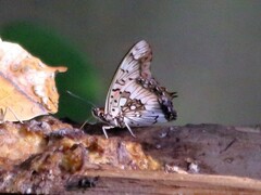 Charaxes jahlusa