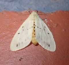Lemyra