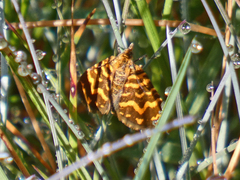 Chrysolarentia chrysocyma