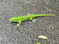 Phelsuma grandis