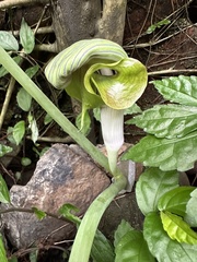 Arisaema ringens