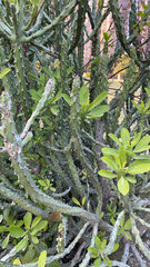 Austrocylindropuntia subulata