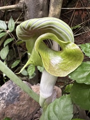 Arisaema ringens