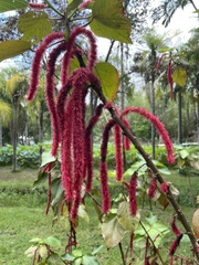 Acalypha hispida
