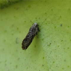 Diaphorina citri
