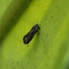 Diaphorina citri