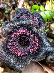 Asarum albomaculatum