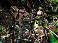Asarum albomaculatum