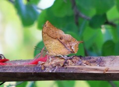 Charaxes varanes