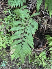 Coryphopteris castanea
