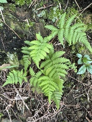 Coryphopteris castanea
