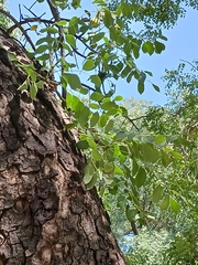 Sclerocarya birrea