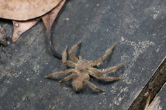 Heteropoda pingtungensis
