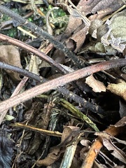 Coryphopteris castanea