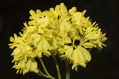 Glischrocaryon aureum