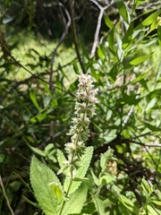 Stachys albens