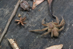 Heteropoda pingtungensis