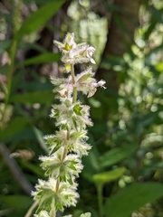 Stachys albens