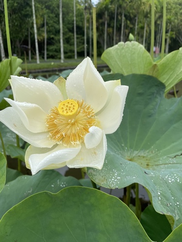 Nelumbo image