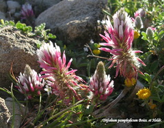 Trifolium pamphylicum