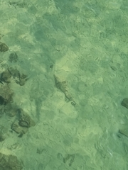 Aptychotrema rostrata