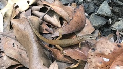 Saproscincus spectabilis