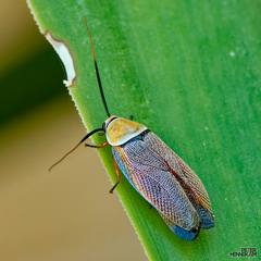 Ellipsidion humerale