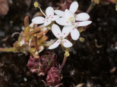 Stylidium guttatum
