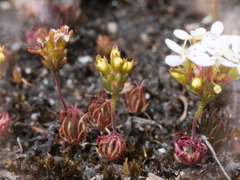 Stylidium guttatum