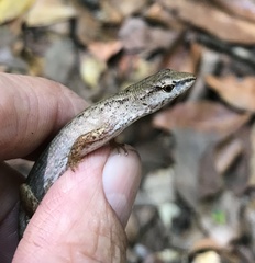 Saproscincus spectabilis