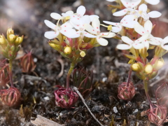 Stylidium guttatum