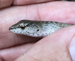 Saproscincus spectabilis