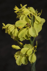 Glischrocaryon aureum