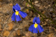 Goodenia coerulea