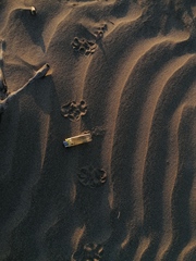 Didelphis virginiana