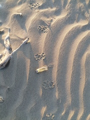 Didelphis virginiana