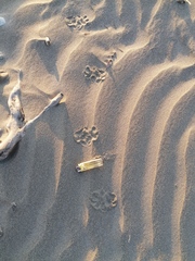 Didelphis virginiana