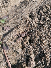 Ocypode occidentalis