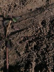 Ocypode occidentalis