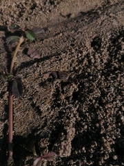 Ocypode occidentalis