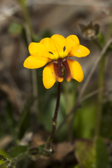 Goodenia trinervis