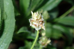 Plantago afra